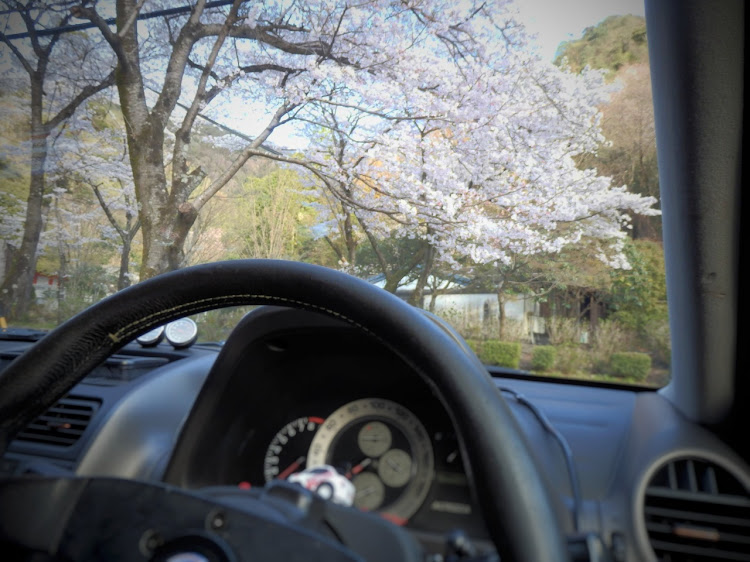 アルテッツァの桜と愛車・桜・桜とコラボ・桜の木の下で・コロナウイルスに負けるなに関するカスタム事例の投稿画像5枚目
