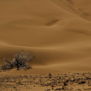 Dry tree in the desert