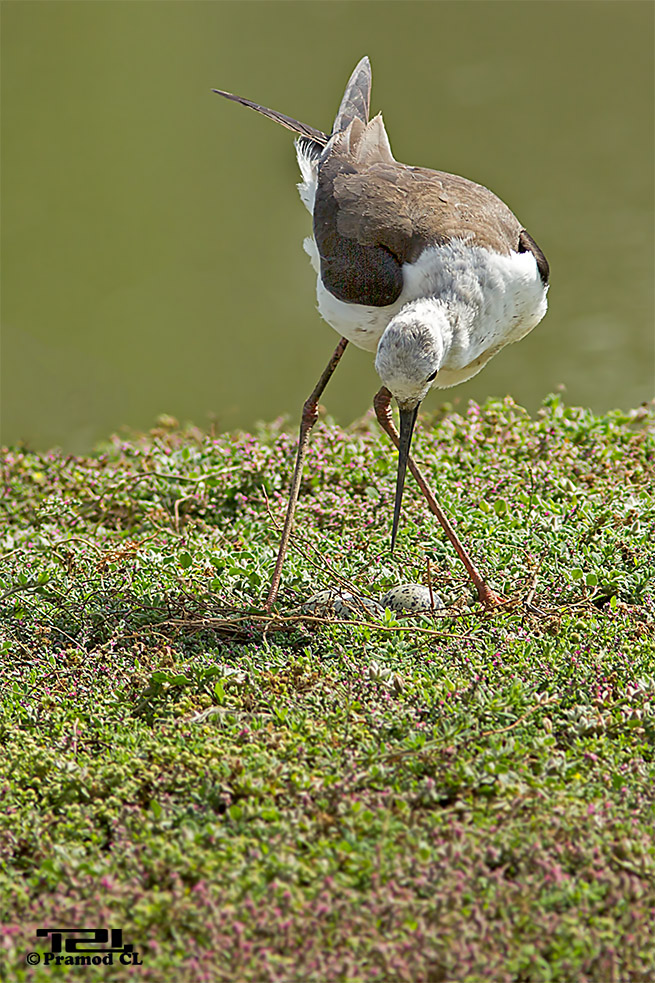 black-winged stilt, common stilt, or pied stilt