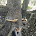 Dryads Saddle