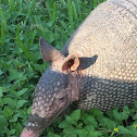 Nine-banded Armadillo