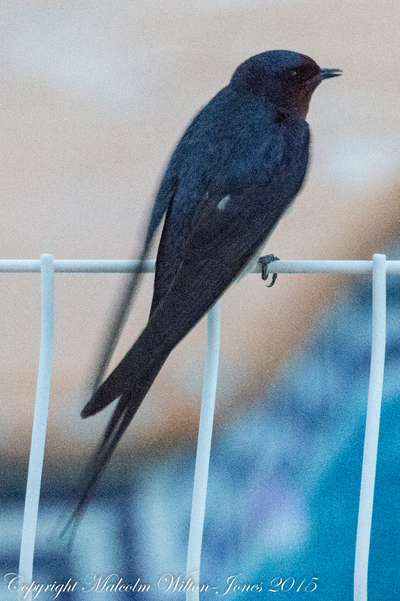 Barn Swallow; Golondrina Común