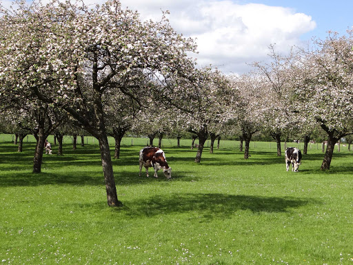 France-Normandy-Pays-dAuge.jpg - Some happy cows in Pays d'Auge, part of Normandy, France.