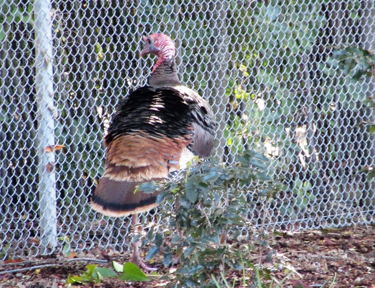 Wild Turkey