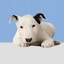 Miniature Bull Terrier Themes & New Tab