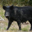 Feral Pigs