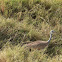 Rüppell's korhaan or Rüppell's bustard