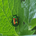 Leaf beetle