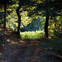 Montà D'Alba di 