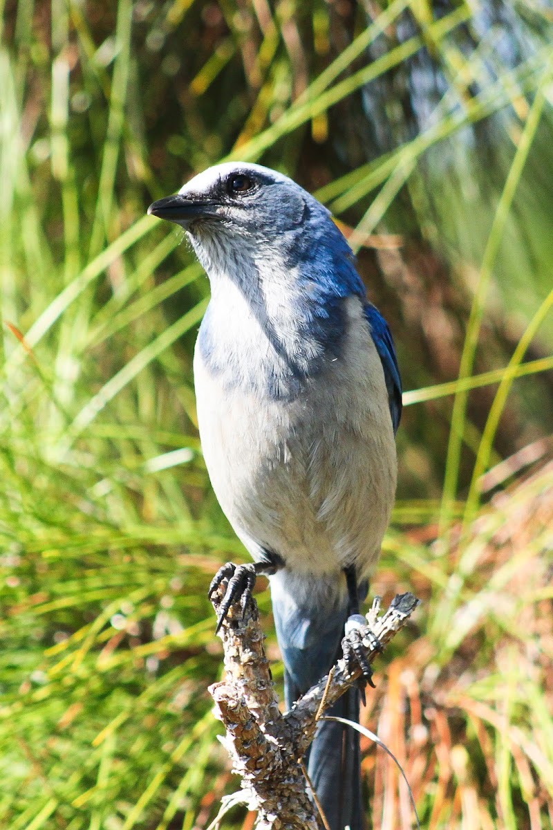 Florida Scrub Jay