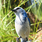 Florida Scrub Jay