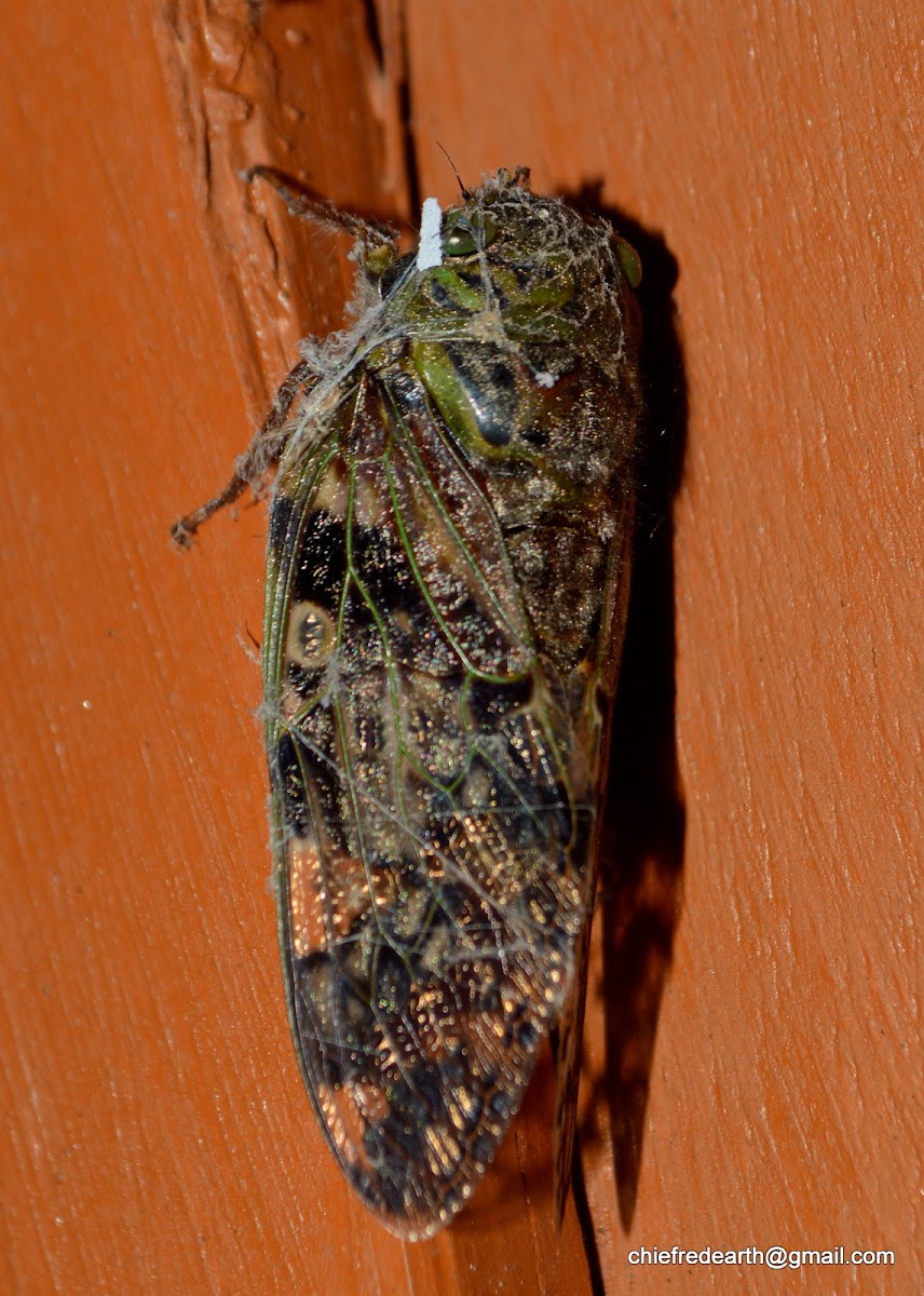 cicada