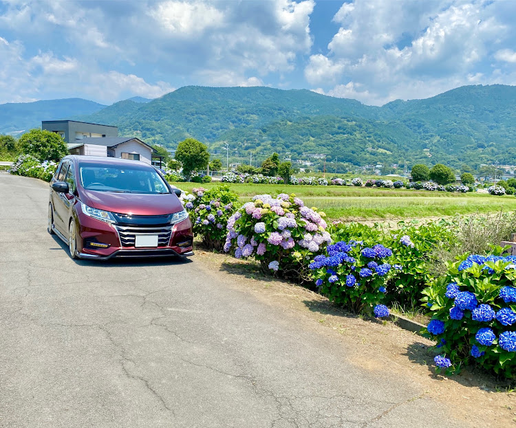 オデッセイの開成あじさいの里・水田と紫陽花の共演・狭い道路脇に紫陽花・こんなロケーションを待っていた・ハロハロ果実氷白桃に関するカスタム事例の投稿画像3枚目