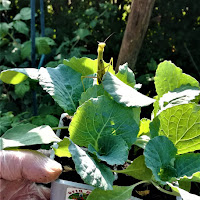 Poter piantare la propria verdura senza pesticidi è una vera ricchezza! di 