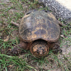 Common Snapping Turtle