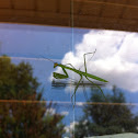 Praying Mantis