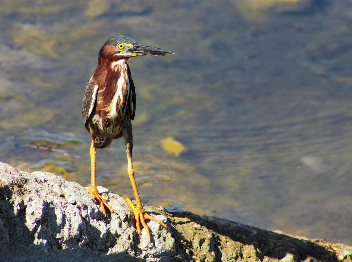 Green Heron