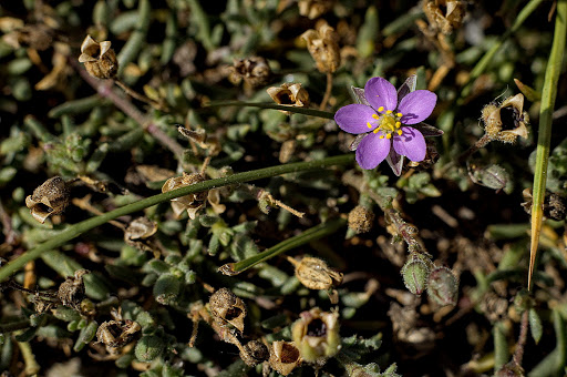 Spergularia rupicola