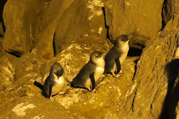 Penguin viewing at St Kilda Beach