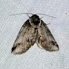 Sleeping Baileya Moth