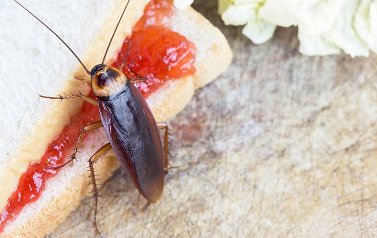 3 domowe sposoby na pozbycie się karaluchów - w naszym artykule!
