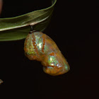 Common Crow Pupa