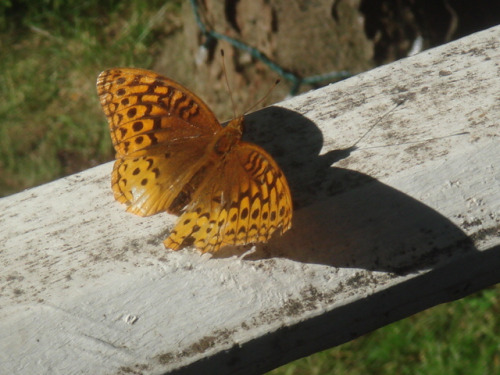 Great Spangled Frittilary