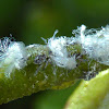 Alder Psyllid