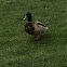 Mallard Duck (Male)