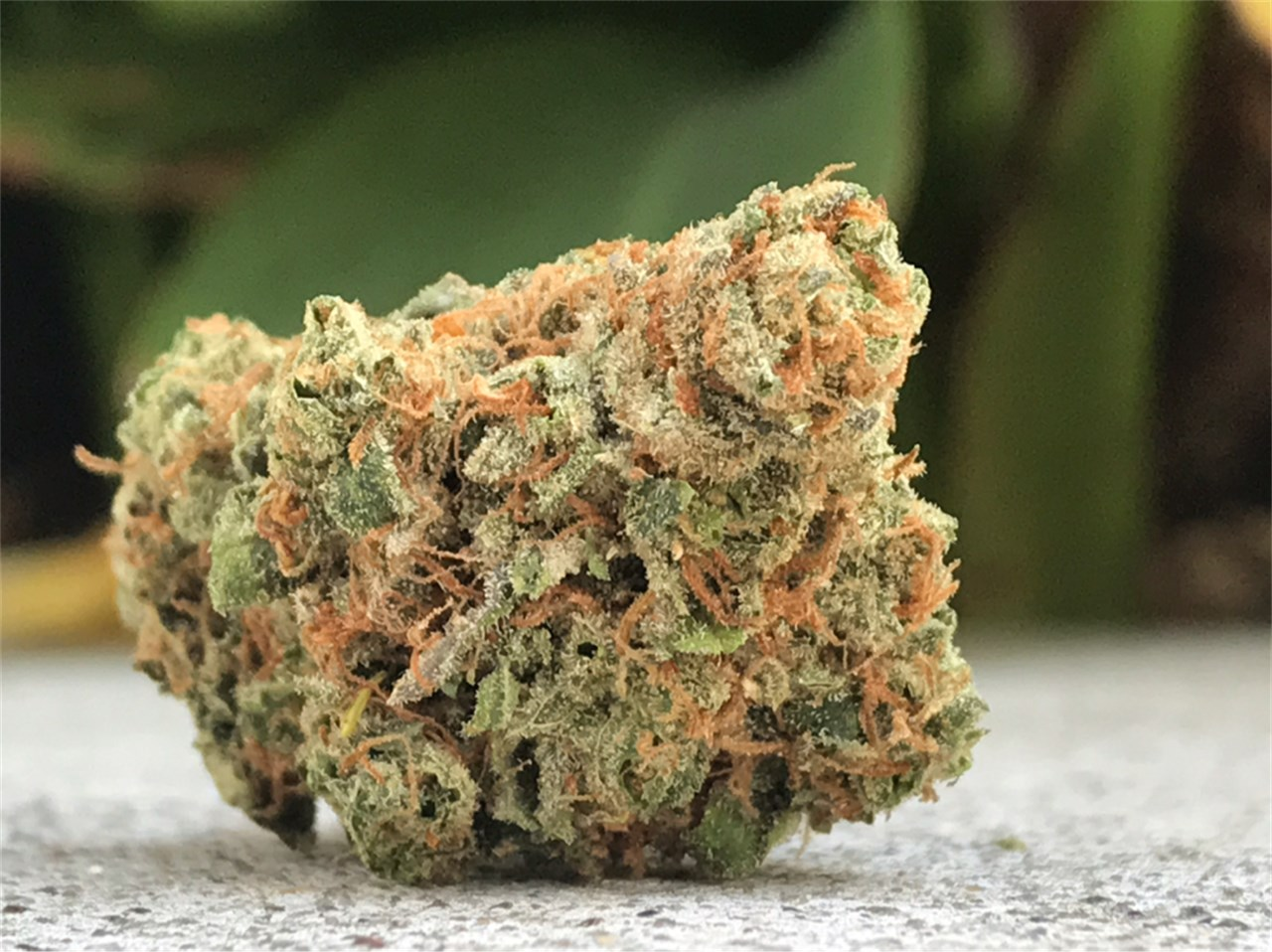 The Maui Wowie strain has unique physical characteristics and medicinal benefits. 