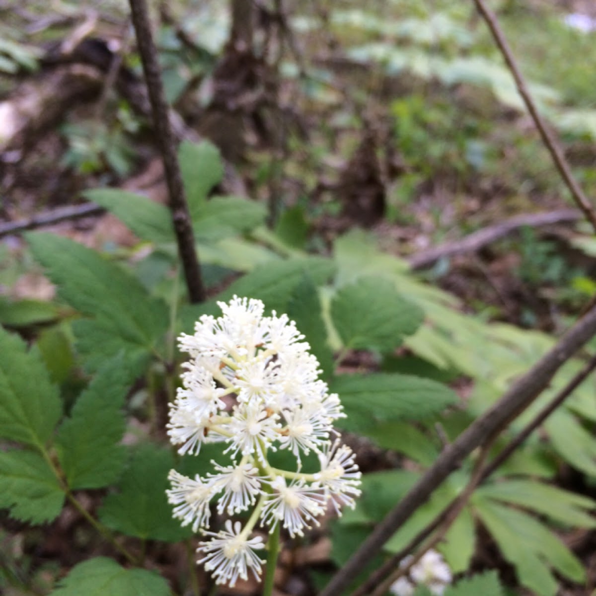 White baneberry