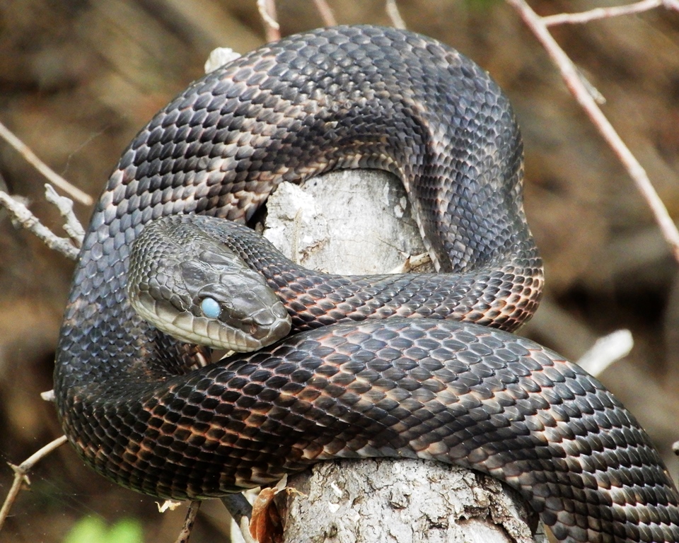 Western Rat Snake