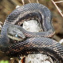 Western Rat Snake