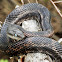 Western Rat Snake