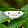 Eye Looper Moth