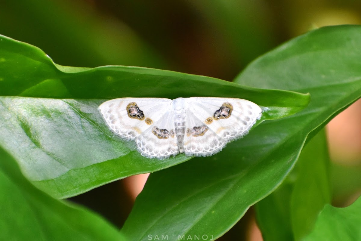 Eye Looper Moth