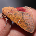 Honey Locust Moth - 7709