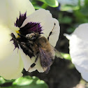 Hairy-Footed Flower Bee