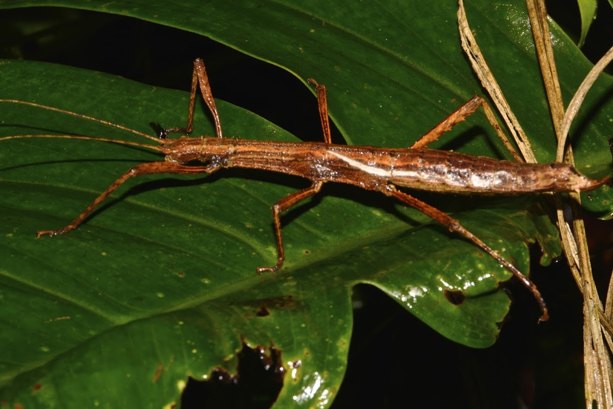 Stick Insect, Phasmid - Female