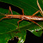 Stick Insect, Phasmid - Female