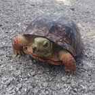 Eastern Box Turtle