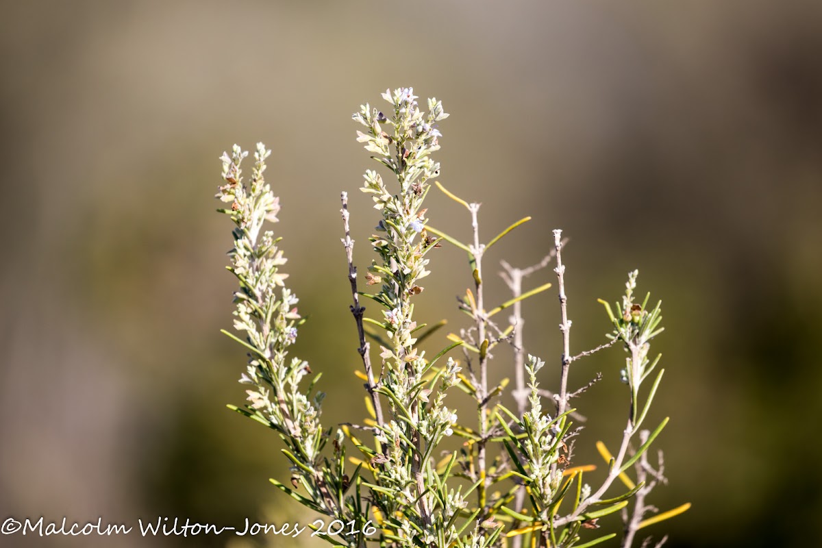 Rosemary