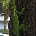 Knight Anole