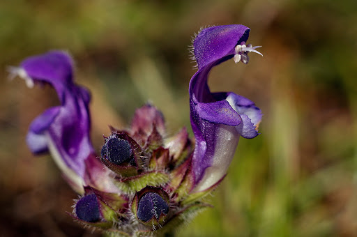 Prunella grandiflora