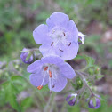 Purple phacelia