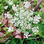 Queen Anne's Lace