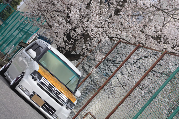 ムーヴコンテカスタムの半顔イケメン・ドライブ・桜とコラボ・桜と愛車・そろそろピックアップいいんじゃね？に関するカスタム事例の投稿画像3枚目