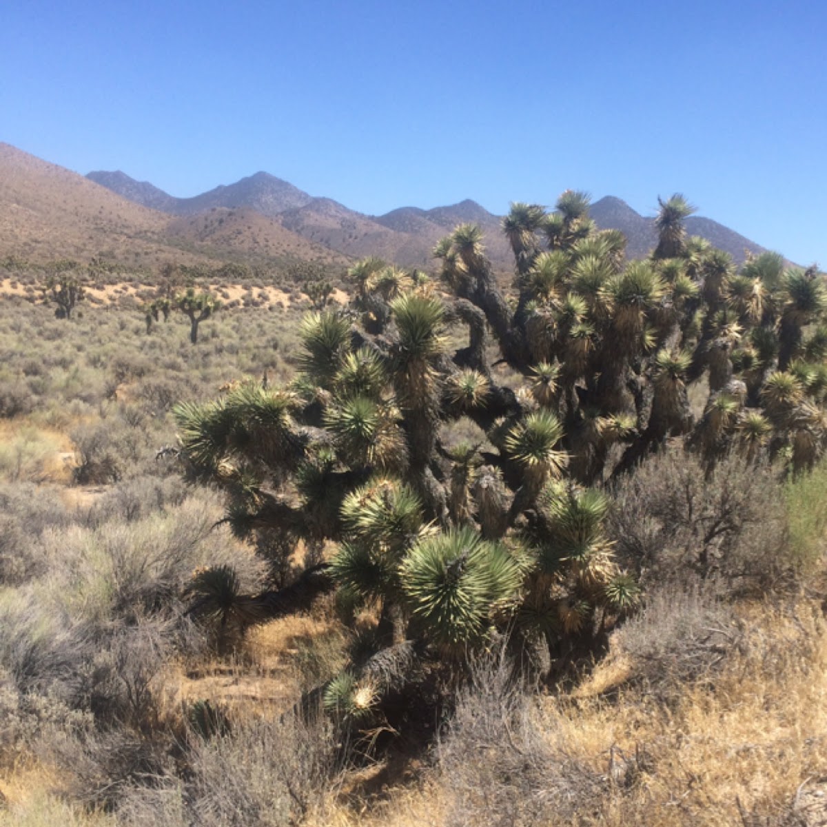 Joshua tree