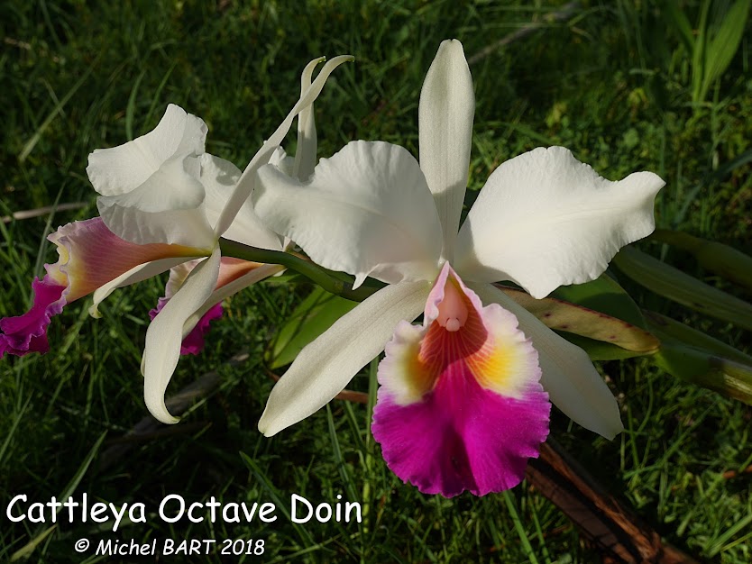 Cattleya Octave Doin  U_aWlesrTEBmcIjRCNBjm_HXqyMTm5o8tWe4dX5bkU_9nzODXQQs5_XVmcCkYS8nOQIUvDaRdv_fdAhhWO-UMUu-_ocuquhXBjPZQ3gklFkIA0-xBbL11LotTTJ6yLSb4YXBpCQMmsrwYzL_rVikLpApwreD2iU8RwXblHwkxU0aE-ex6cdPJf5Sg5DqkZEPk8oChHeYCocagFPRu44Sk02AhWmepGFLGRcYktwIfEP9QfEsRywduD1Sq8ub0rtpy6Xy17LEYJLSxD-_wPMAPM1bb-moRIzTK5AYbH5_RI3eFm2KInuglfWr08-o203dOcU1wJtE9Ki7WvO4FFLZA2SpSTnIqUriFSteMgxiElP03cPACjnbFdKA6WiCqERE2ScxTcpoi5jwcXcVnNr4PtLw8PSAmIuncMvl5j-9GAUmC67vK4YfVVbls6PwSAXYs20iGoD9bnCGrwf_phosvf8V9ZA4CZyoEqMzdU_D0_Fz-AhIqYRNh5NgDwrAiIyhJgWBE5L_SfFhjGe-z8JuGGJg4YOFXEE7cLt6suZEc158jd8GqUsSCKkserdjTBIGcvdb2kIXn6Xk-i849lEOqLYfNUOmWTBrU7E5pIU=w834-h626-no