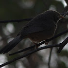 Jungle Babbler